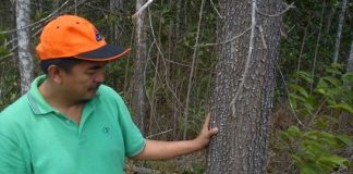 Forest Ecosystem and Environmental Assessment Forest Ecosystem and Environmental Assessment