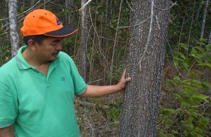 Forest Ecosystem and Environmental Assessment Forest Ecosystem and Environmental Assessment