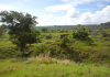 Review on Forest Plantation Feasibility in Nusatenggara Landscape Landskap di Sanggar, Kecamatan Bima, Provinsi Nusa Tenggara Barat